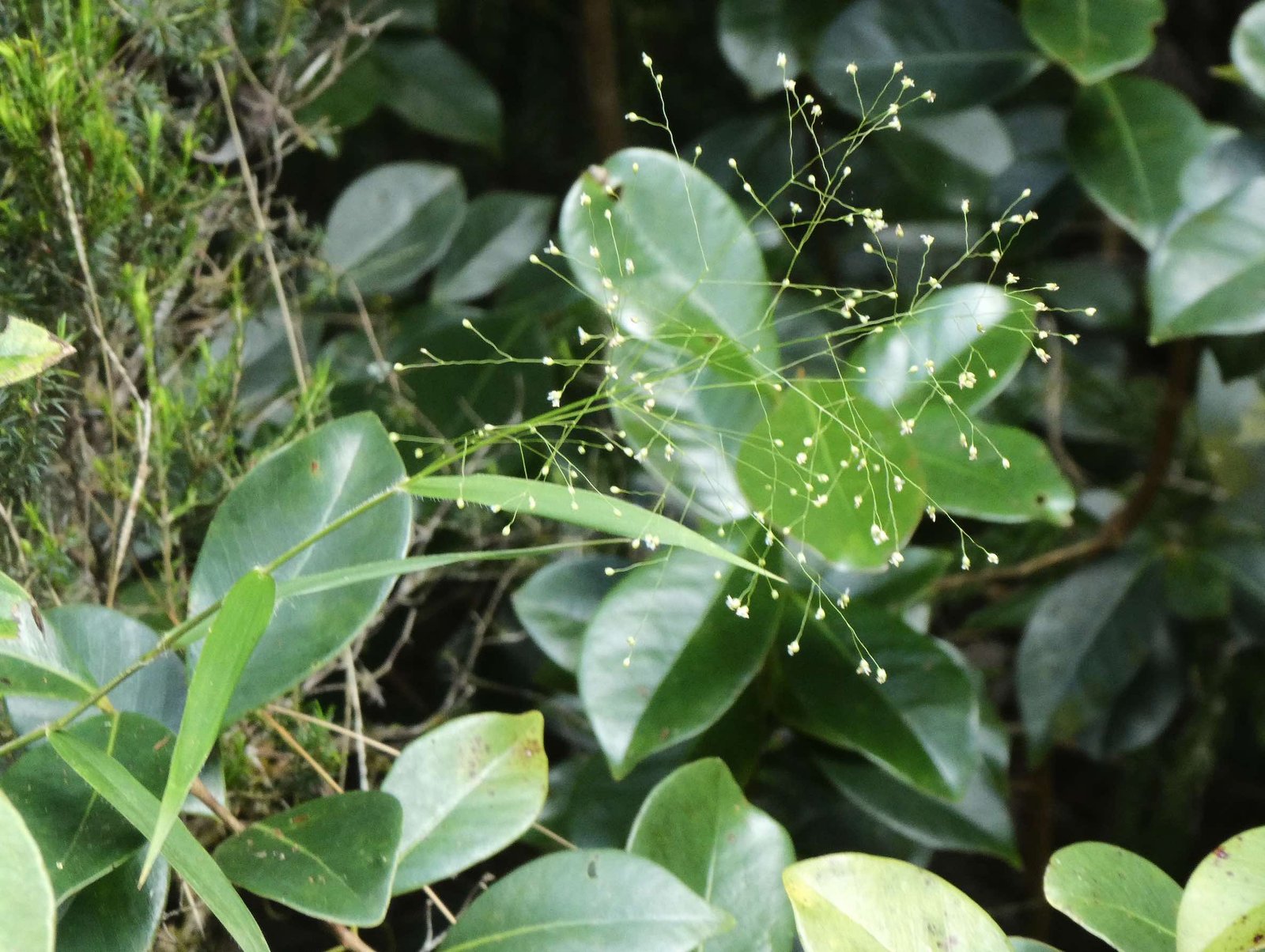 Isachne mauritiana