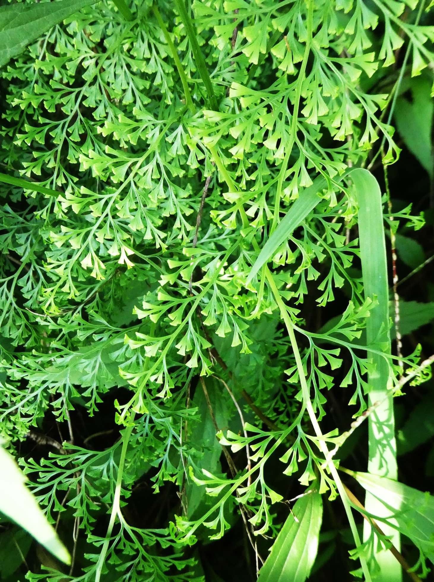 Odontosoria chinensis