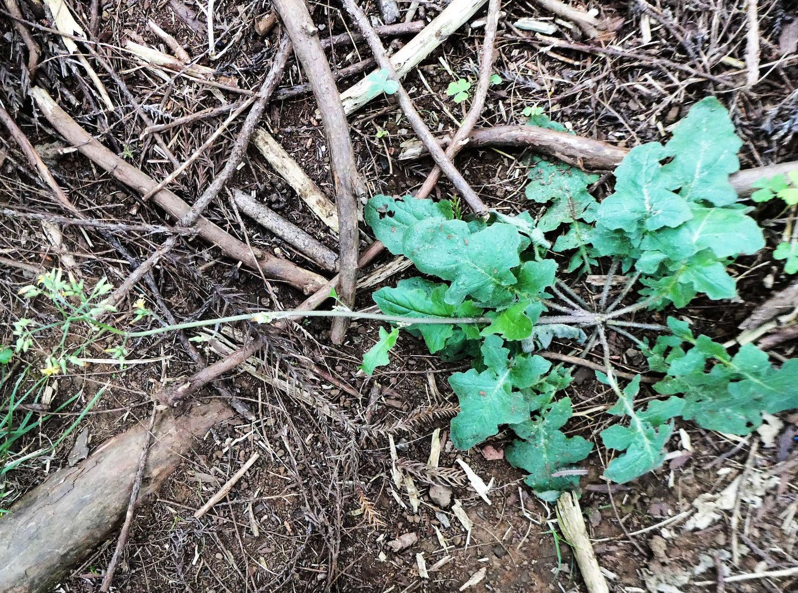 Youngia japonica