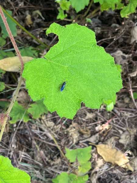 16. Mouche bleue sur vigne maronne