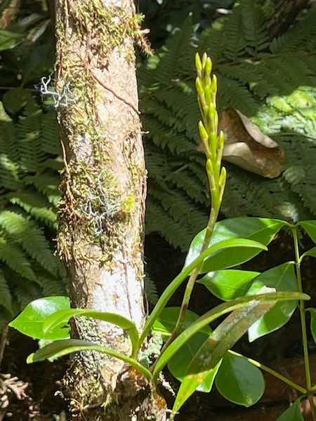 22. Bulbophyllum cylindrocarpum - M.