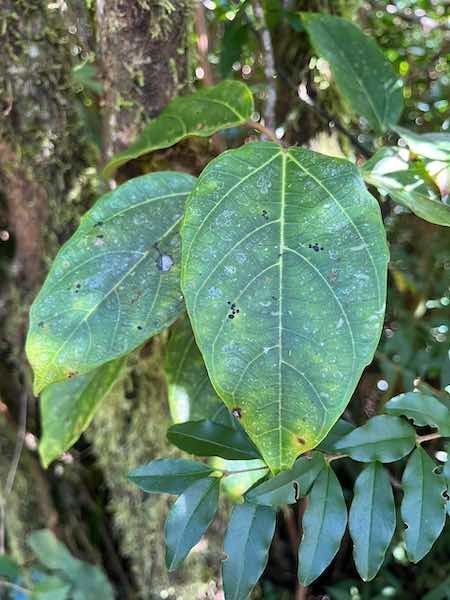 9. Ficus mauritiana - Affouche rouge - Moracée