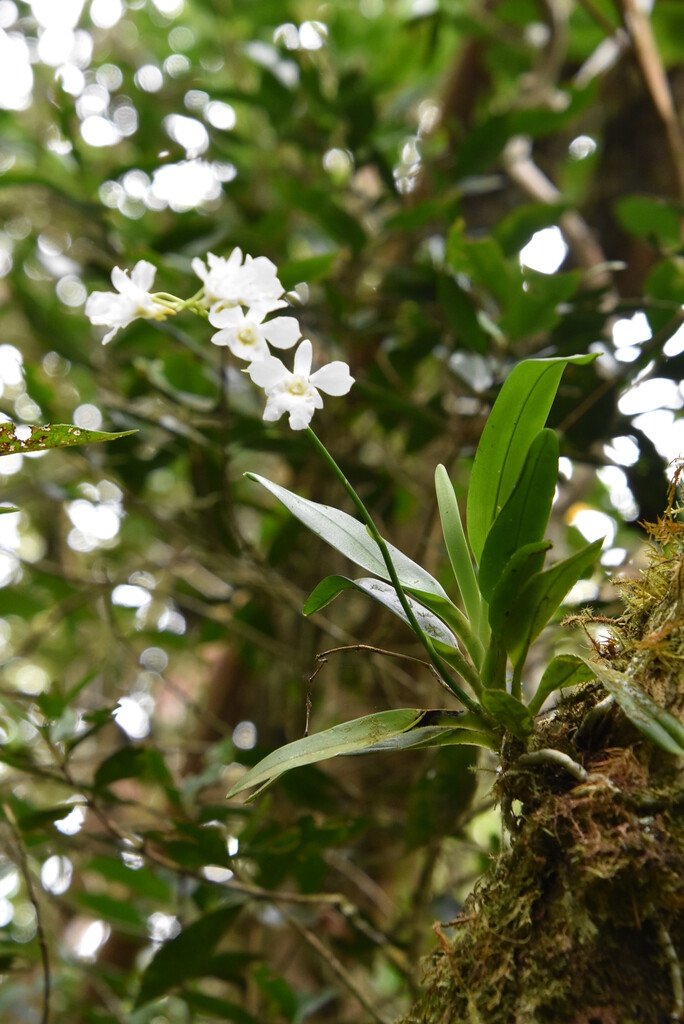 Beclardia macrostachya-EPIDENDROIDEAE-Indigene Reunion