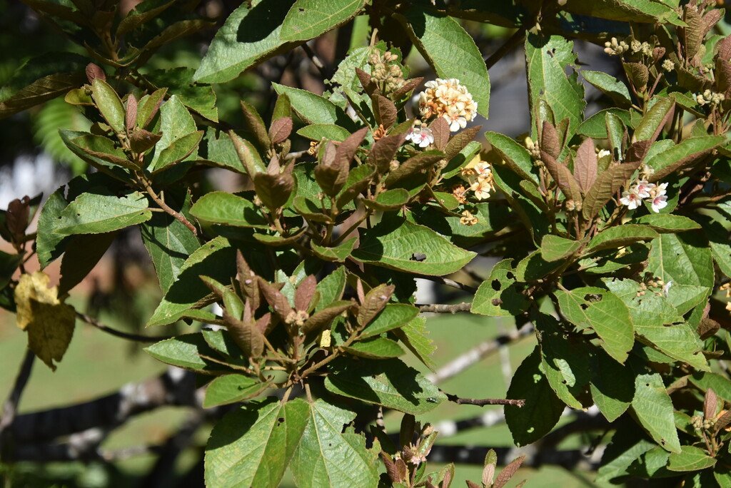 Dombeya ficulnea-Mahot-MALVACEAE-Endemique Reunion