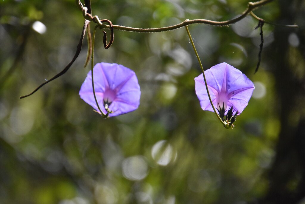 Ipomea indica-Ipomee d Inde-CONVOLVULACEAE