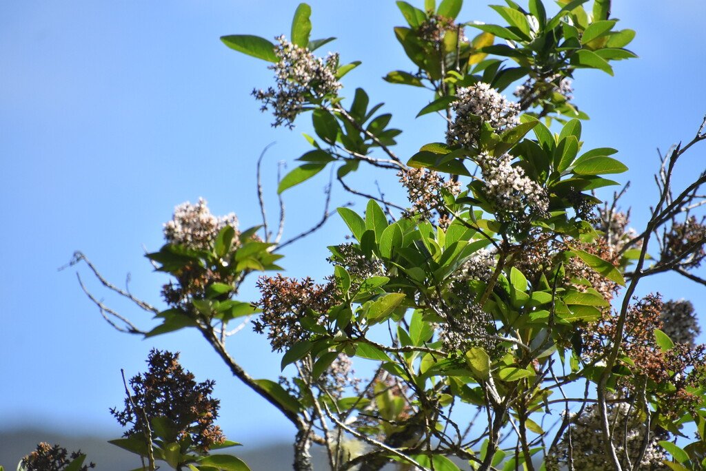 Nuxia verticillata-Bois maigre-STILBACEAE-Endemique Mascareignes
