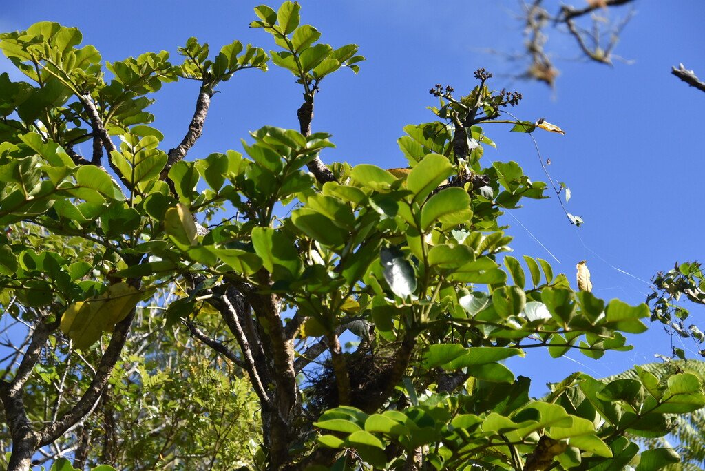 Polyscias repanda Bois de Papaye-ARALIACEAE-Endemique Reunion