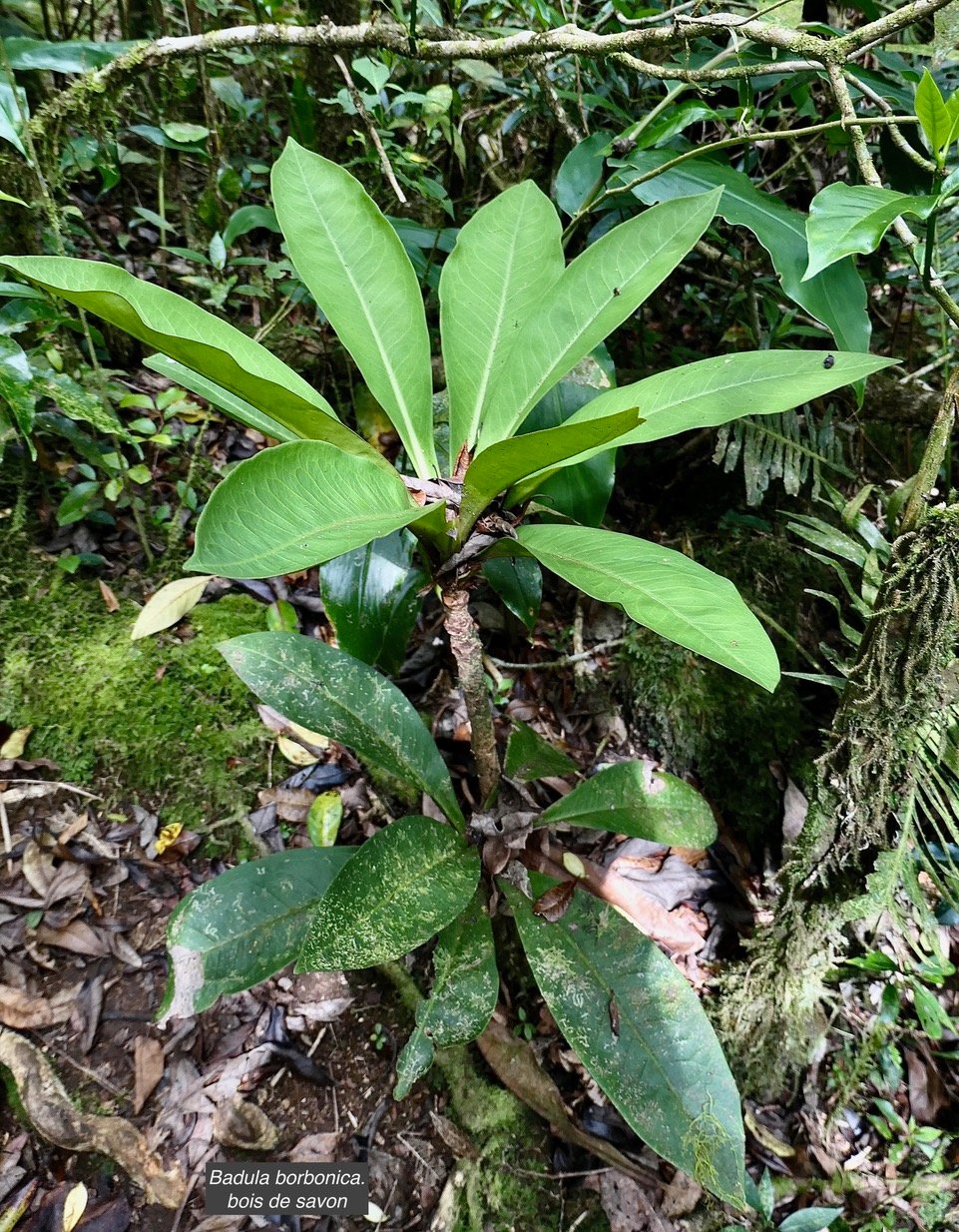 Badula borbonica. bois de savon .primulaceae .endémique Réunion