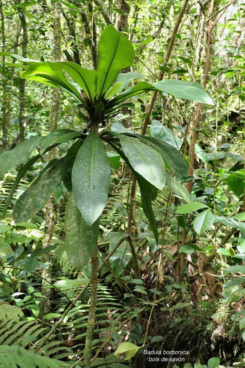 Badula borbonica.bois de savon.primulaceae.endémique Réunion. (1)
