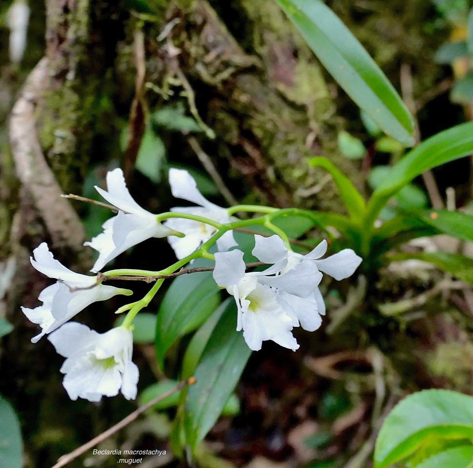 Beclardia macrostachya.muguet. endémique Madagascar Mascareignes