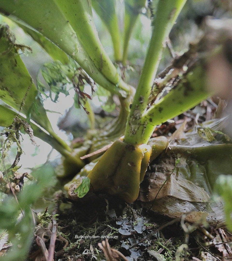Bulbophyllum occlusum.( bulbe ) orchidaceae.endémique Madagascar Mascareignes