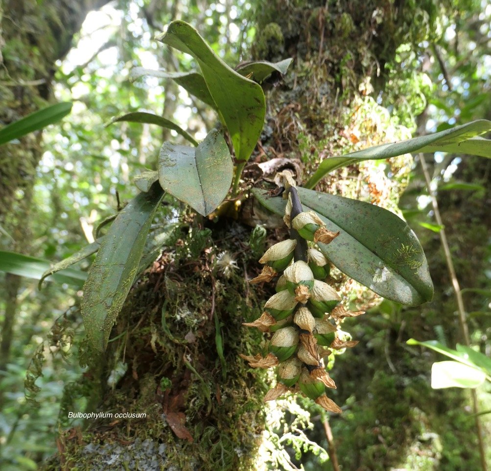 Bulbophyllum occlusum. orchidaceae. endémique Madagascar Mascareignes