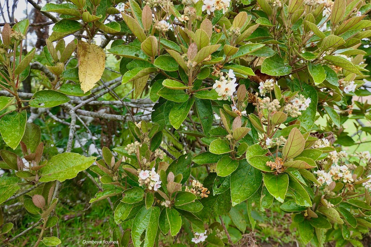 Dombeya ficulnea.petit mahot.malvaceae.endémique Réunion.  .malvaceae.endémique Réunion. (1)