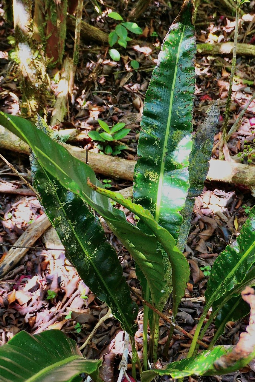 Elaphoglossum macropodium.Dryopteridaceae.indigène Réunion