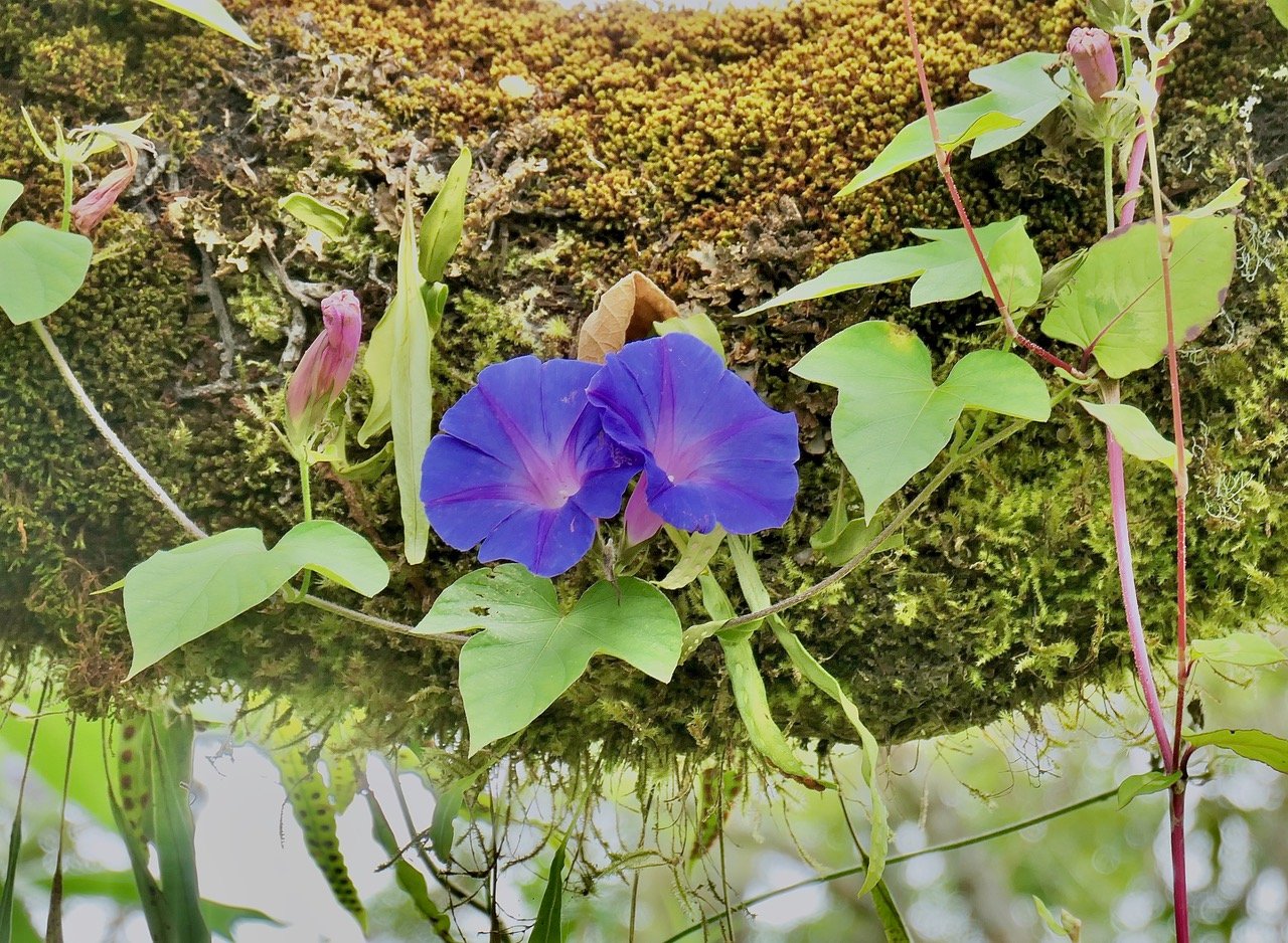 Ipomoea indica.liane bleue.convolvulaceae.amphinaturalisé.espèce envahissante.