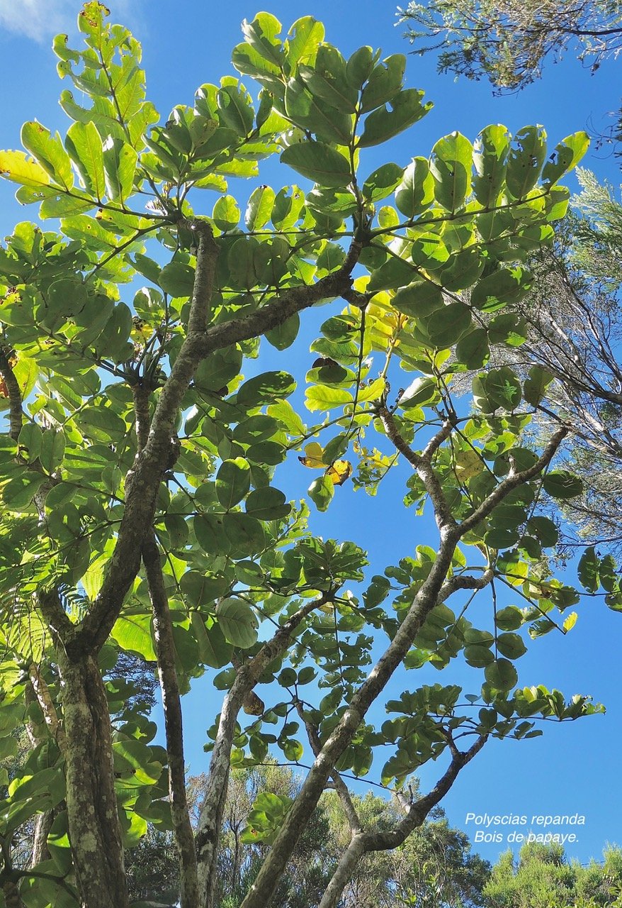 Polyscias repanda  Bois de papaye. araliaceae.endémique Réunion