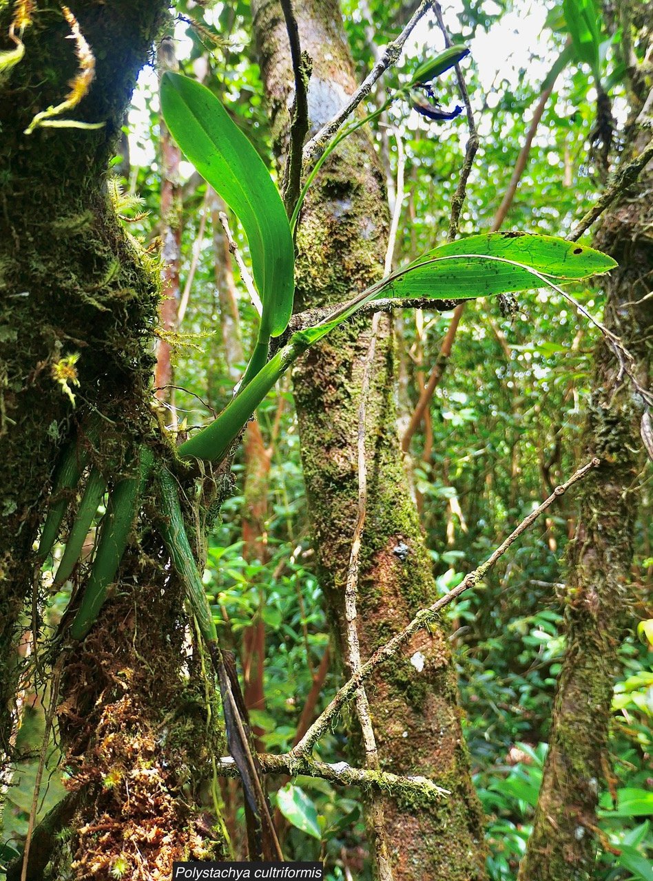 Polystachya cultriformis  orchidaceae. indigène Réunion
