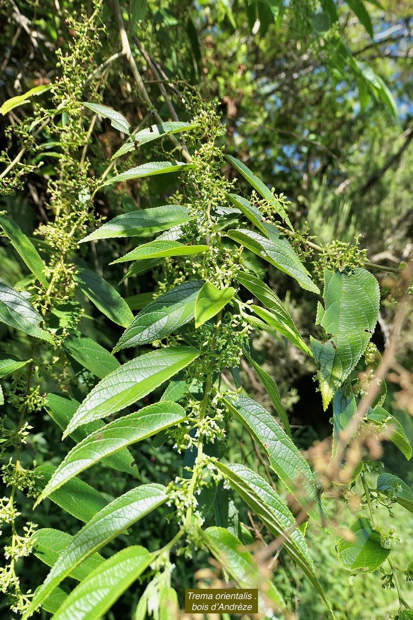 Trema orientalis .bois d’Andrèze.Cannabaceae.amphinaturalisé