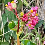 Begonia cucullata.coeur de Jésus.begoniaceae.espèce envahissante..jpeg