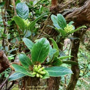 Chassalia gaertneroides. bois de lousteau.bois de merle.( au premier plan,avec inflorescences en boutons )rubiaceae.endémique Réunion..jpeg