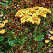 Faujasia salicifolia  Chasse  vieillesse  ASTERACEE  endémique Réunion. sur fond de Hubertia ambavilla  Ambaville  asteraceae  endémique Réunion Maurice.jpeg