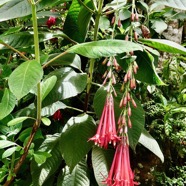Fuchsia boliviana.fuchsia de Bolivie.fuchsia à grandes fleurs.onagraceae.espèce envahissante. (1).jpeg