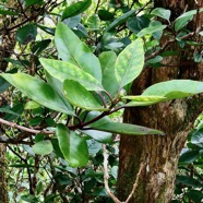 Nuxia verticillata.bois maigre.stilbaceae.endémique Réunion Maurice..jpeg