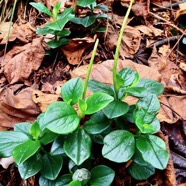 Peperomia borbonensis.pépéromie de Bourbon.piperaceae.endémique Réunion. (1).jpeg