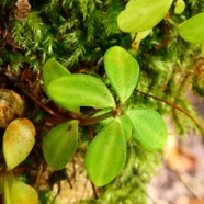 Peperomia tetraphylla.pourpier marron.piperaceae.indigène Réunion..jpeg