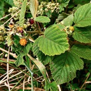 Rubus apetalus .ronce blanche .rosaceae. indigène Réunion..jpeg