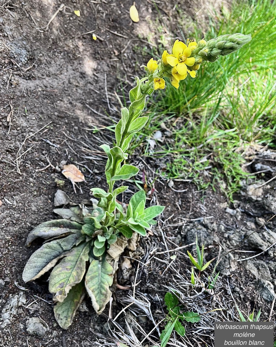 Verbascum thapsus.molène.bouillon blanc.scrophulariaceae.espèce envahissante.jpeg