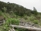 11.  Troncs de Cryptomeria abattus IMG_3513.JPG.jpeg