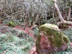 13.  Dans la forêt de Mahots IMG_3515.JPG.jpeg