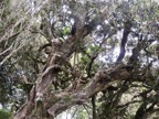 17. Tronc torture de ??? Nuxia verticillata - Bois maigre - Stilbacée-M.   IMG_3519.JPG.jpeg