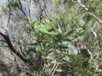 18. Sideroxylon borbonicum - Bois de fer batard-Natte coudine-… - SAPOTACEAE - Endémique Réunion   IMG_3520.JPG.jpeg