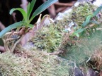 Jumellea triquetra - EPIDENDROIDEAE - Endémique Réunion (4).jpeg