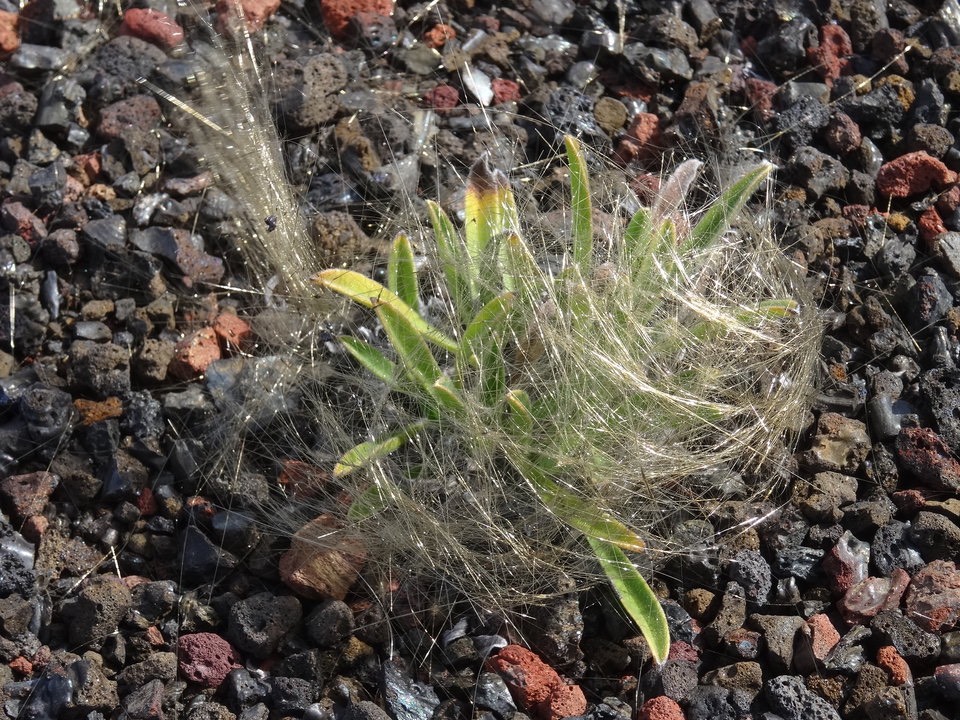 Cheveux de Pélé entourant un peton de Cynoglossum borbonicum (Myosostis de Bourbon) 