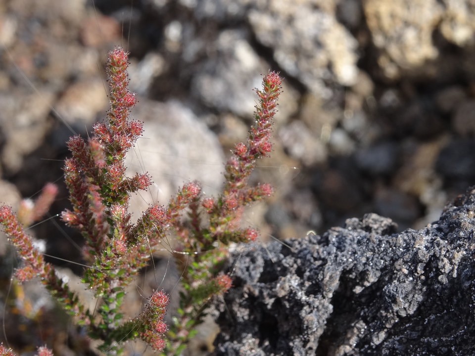 Cheveux de Pélé pris au piège dans Erica gallioides (Thym marron) 