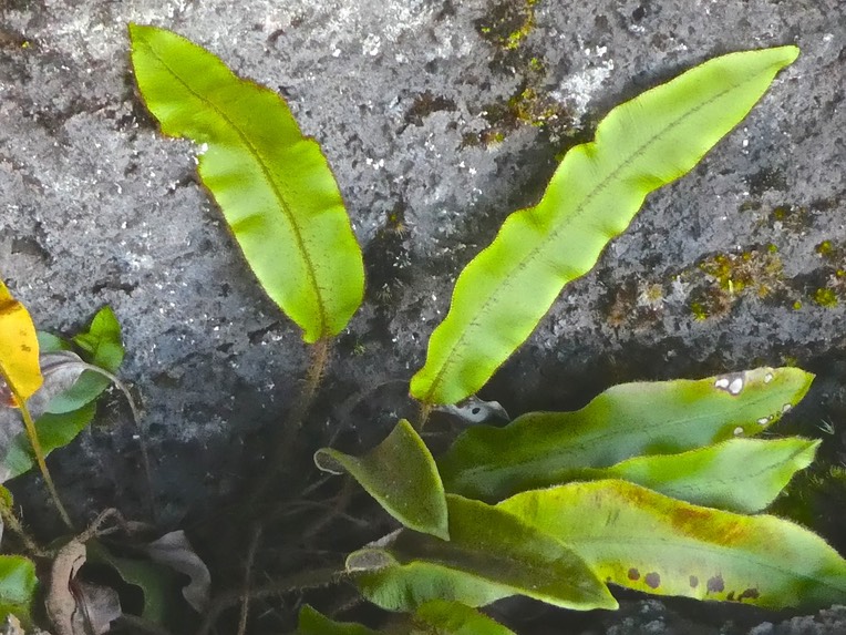 Elaphoglossum sp  (hybridum var vulcani ????   )P1740837