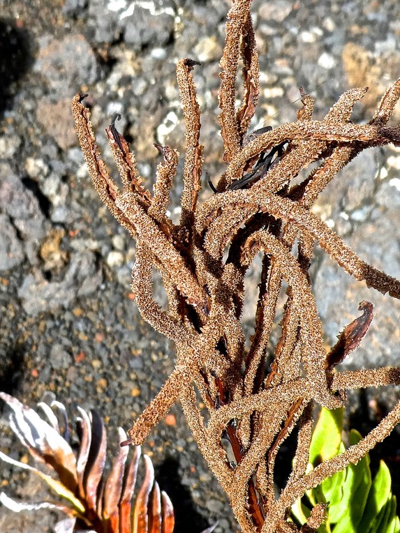 lomariocycas tabularis fausse osmonde .blechnaceae . détail de fronde fertileP1740774