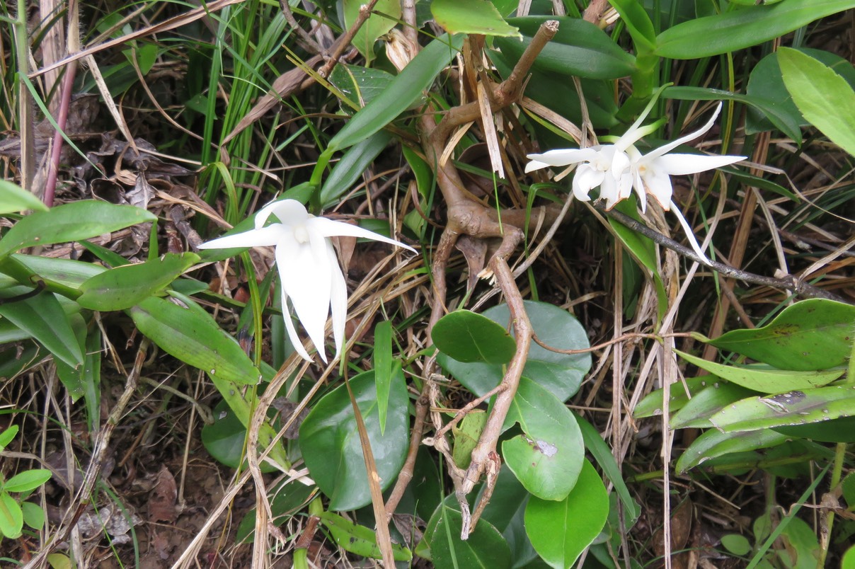 10 Orchidée...