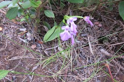 11 Cynorkis purpurascens - Orchidée Cynorkis - ORCHIDACEAE -??? I
