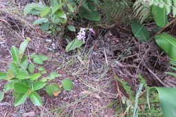 11 Cynorkis purpurascens - Orchidée Cynorkis - ORCHIDACEAE -??? I