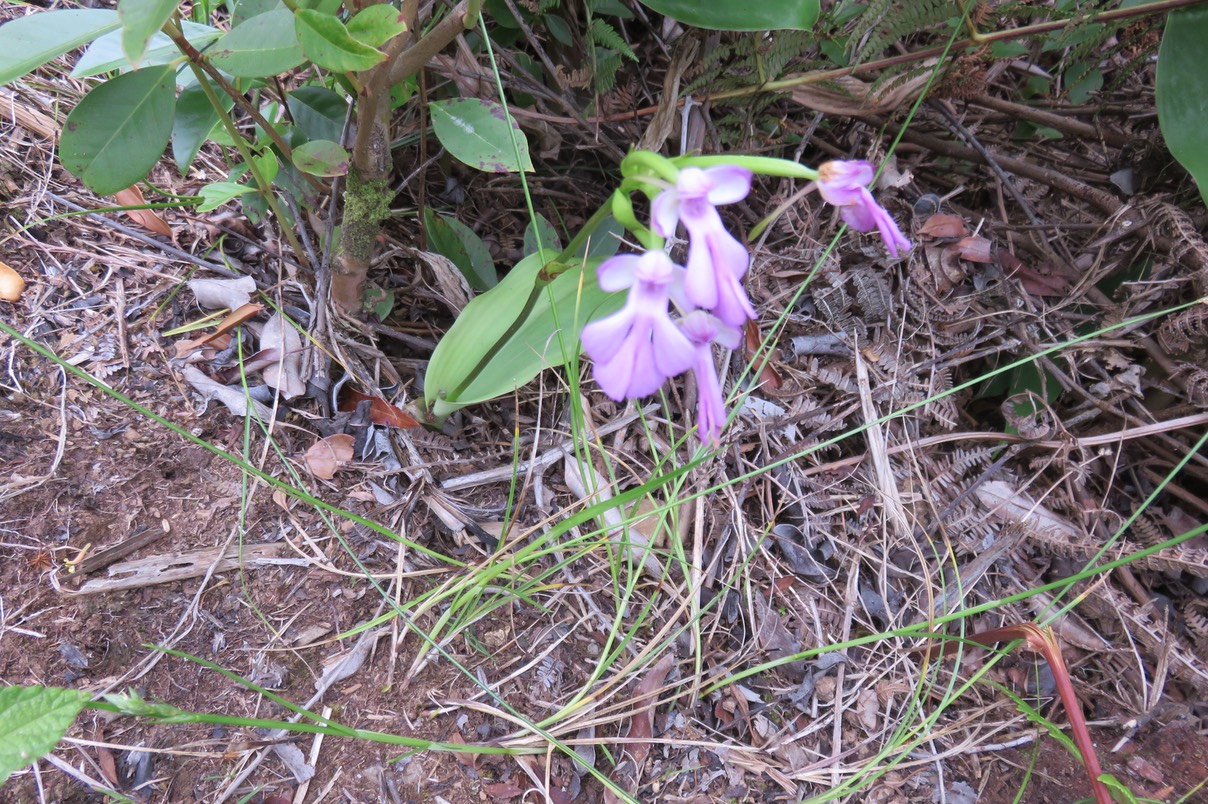 11 Cynorkis purpurascens - Orchidée Cynorkis - ORCHIDACEAE -??? I