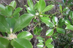 2 Abeille,un insecte devenu rare mêm à La Réunion