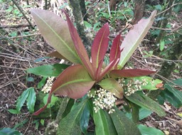 23 Badula borbonica - Bois de savon - PRIMULACÉE  Myrsinacée  monocaule