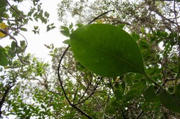 25 Limbe Tambourissa crassa - Bois de tambour  ou Bois de Bombarde- Monimiacée - Masc