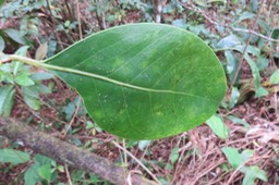 26 Limbe Tambourissa crassa - Bois de tambour  ou Bois de Bombarde- Monimiacée - Masc