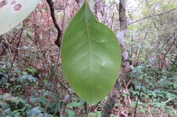 28 Limbe Tambourissa crassa - Bois de tambour  ou Bois de Bombarde- Monimiacée - Masc