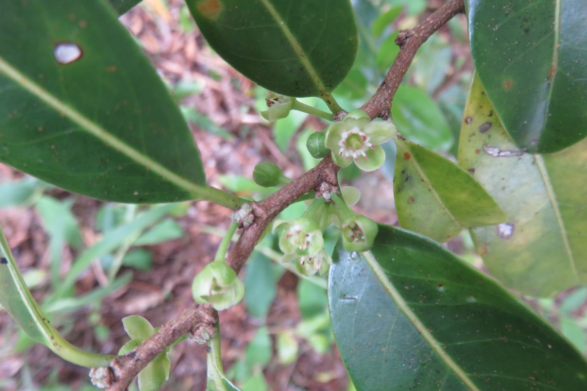 38 Fleurs Casearia coriacea - Bois de cabri rouge - Flacourtiaceae - endémique de la Réunion et de Maurice